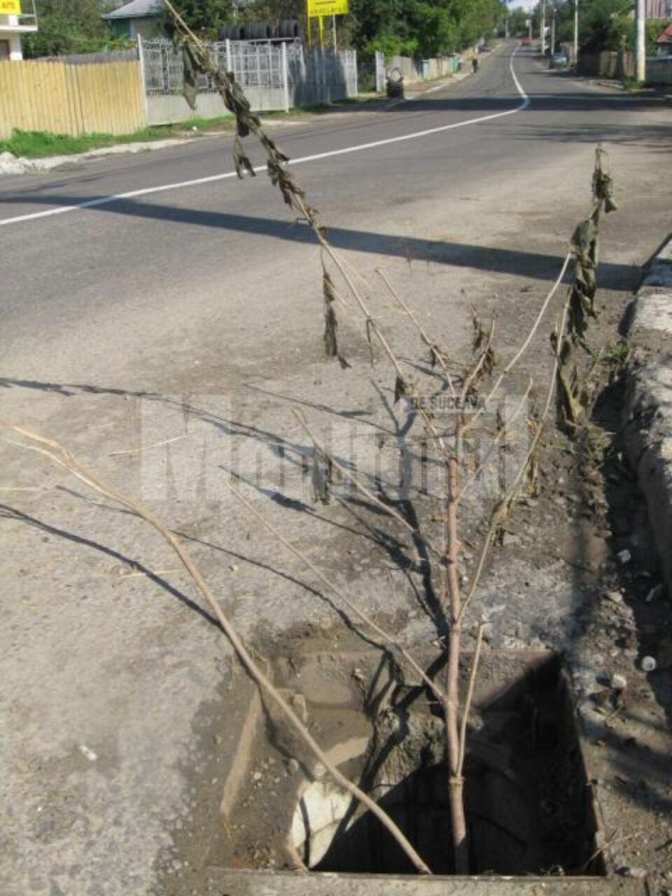 Crengi uscate puse in locul capacelor de canal furate