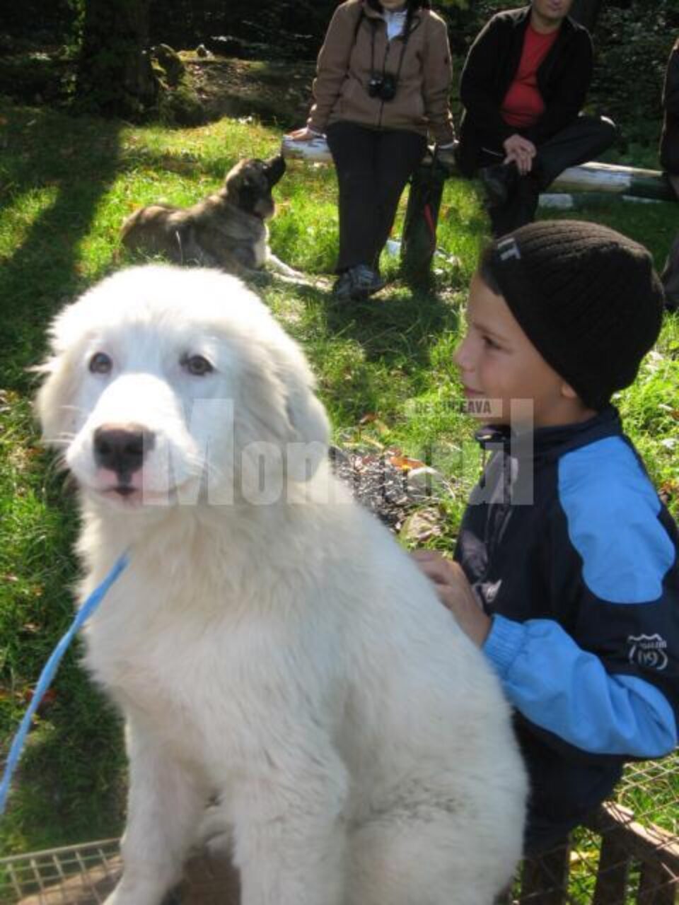Câini ciobănești din România, la poalele pădurii Ilișești