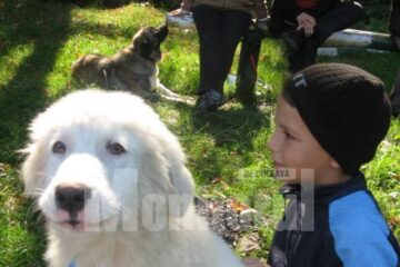 Câini ciobănești din România, la poalele pădurii Ilișești