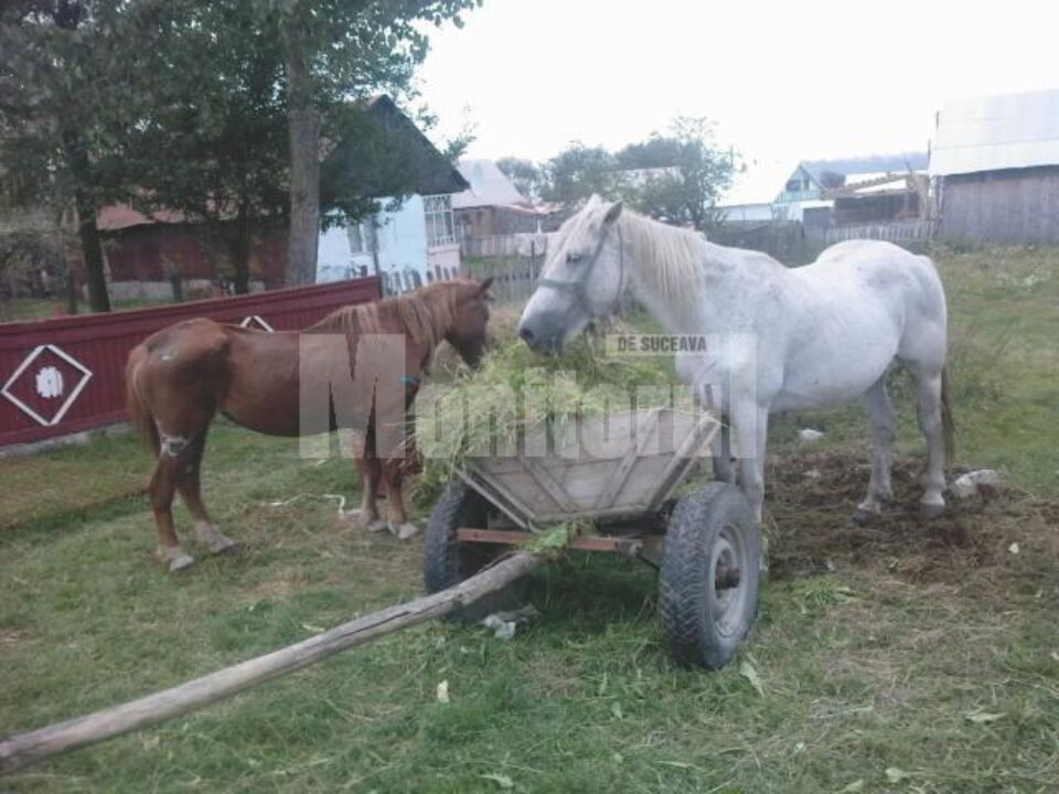 Deși are 13 ani, calul pare un mânz pe lângă ceilalți cai din curtea noului stăpân