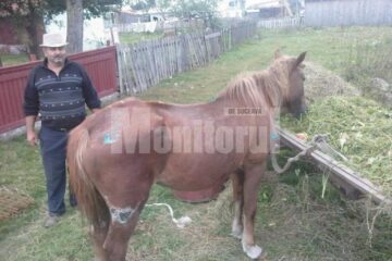 Calul care poartă încă urmele tratamentului barbar și noul său stăpân