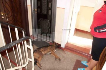 Câine găsit mort în scara unui bloc, în Areni