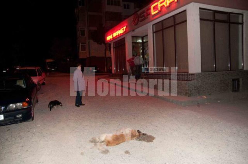 Câine otrăvit la intrarea în cartierul Obcini