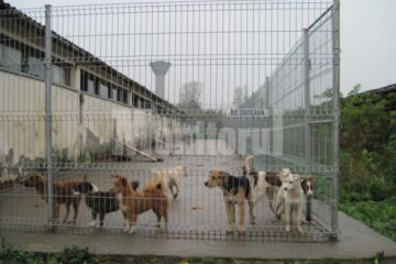 Adăpostul pentru câini fără stăpâni, situat la ieșirea din Rădăuți spre comuna Dornești, modernizat