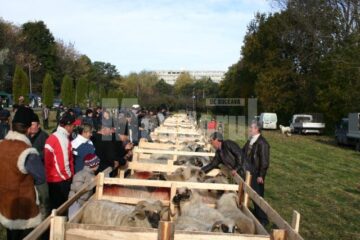 33 de crescători au participat la Târgul Oierilor