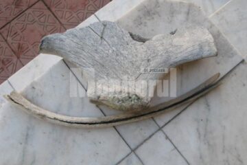 Albia râului Moldova: O coastă și un fragment de omoplat de mamut, pe prundișul din zona Ariniș
