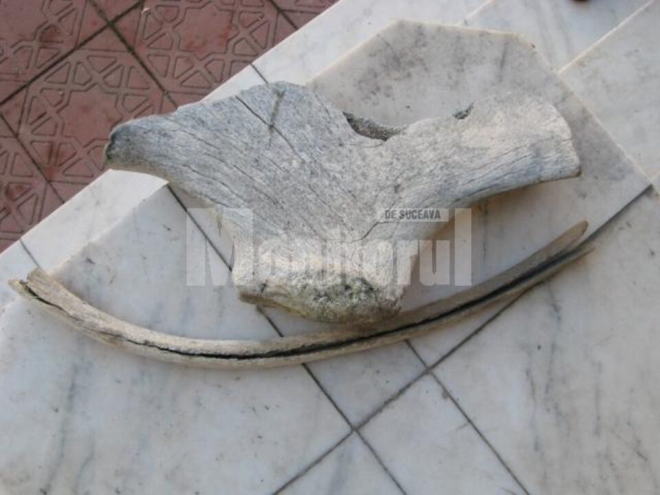 Albia râului Moldova: O coastă și un fragment de omoplat de mamut, pe prundișul din zona Ariniș