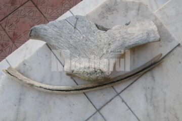Fosile de mamut - O coastă și un fragment de omoplat