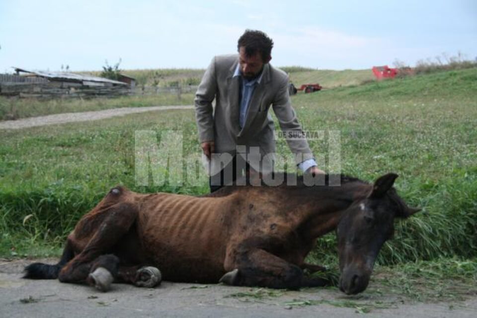La sfârșitul lui august a.c., un cal a fost lăsat să moară în strada, în drumul spre Mănăstirea Dragomirna