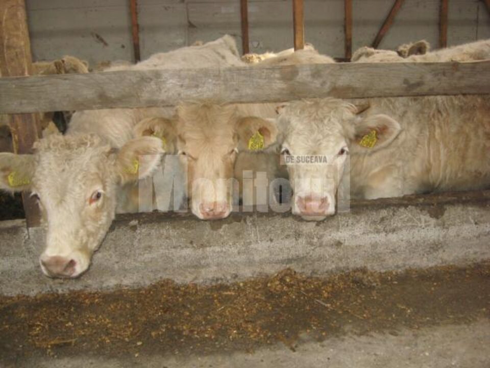 Prima generație de viței rasa Charolaise din ferma de la Moara