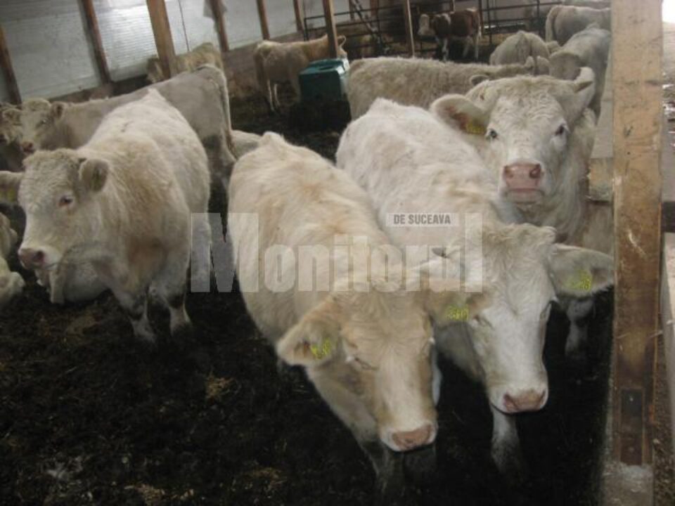 Se încearcă altceva: Vaci franceze, de carne, rețeta de succes pentru fermierii din Bucovina