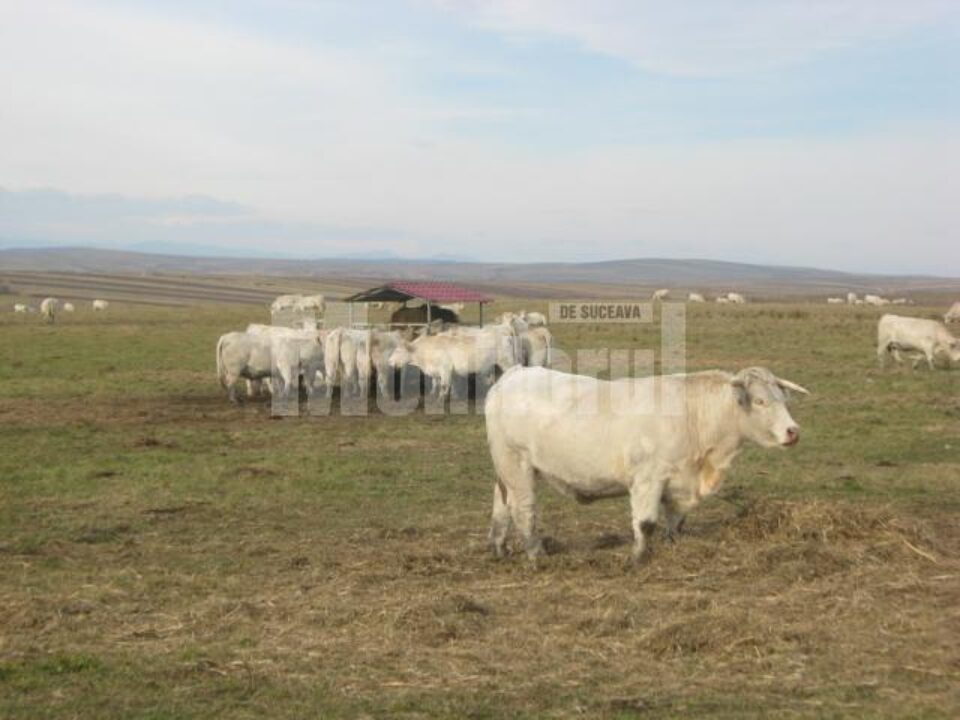 Se încearcă altceva: Vaci franceze, de carne, rețeta de succes pentru fermierii din Bucovina