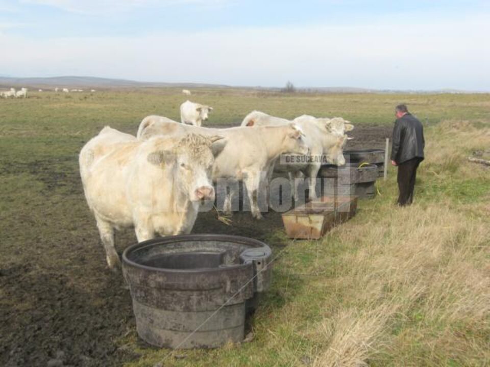 Se încearcă altceva: Vaci franceze, de carne, rețeta de succes pentru fermierii din Bucovina