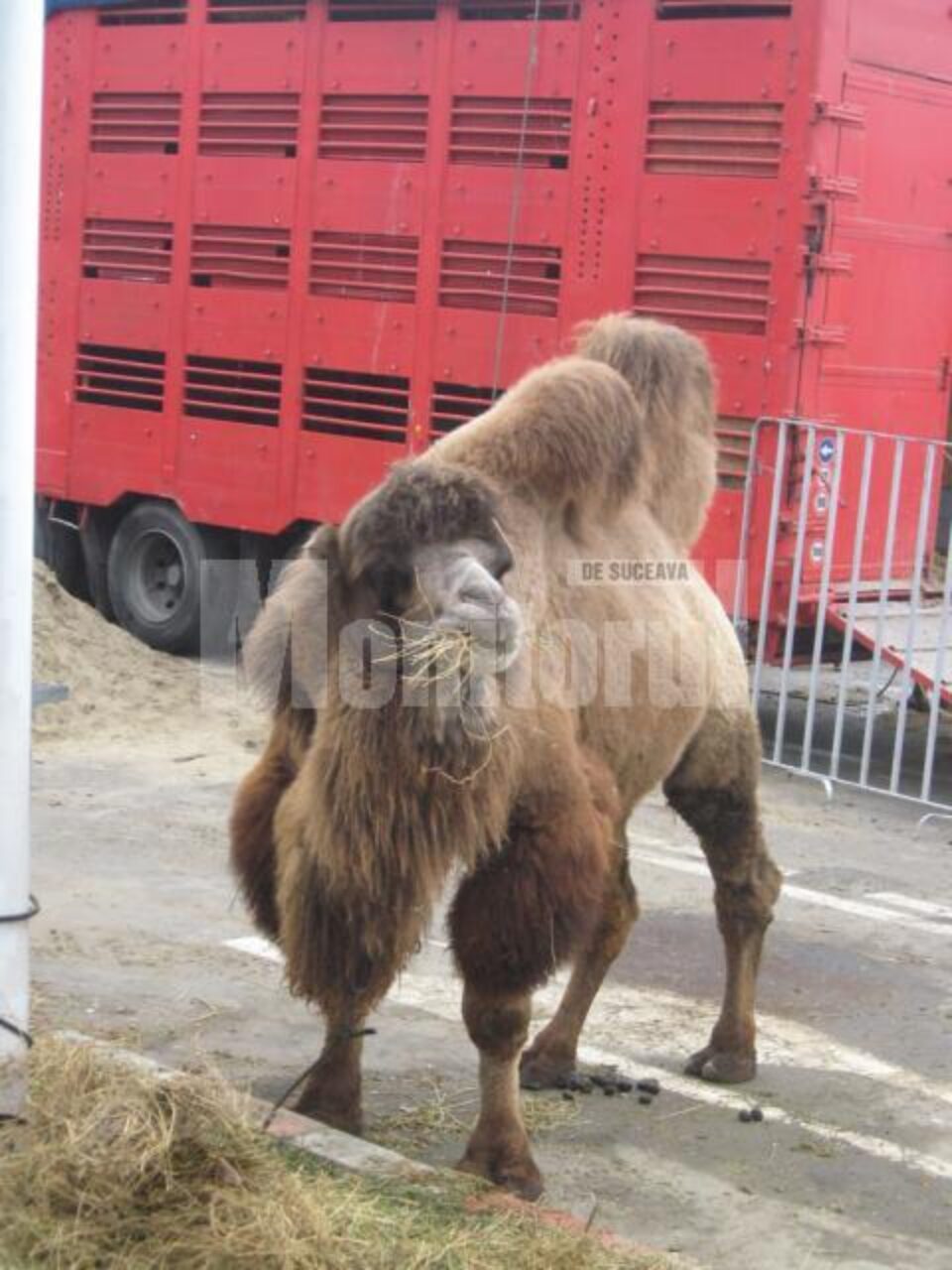 Menajeria circului are câteva zeci de animale, care vor fi aduse în fața publicului în cadrul numărului “Parada animalelor