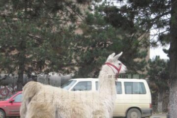 Menajeria circului are câteva zeci de animale, care vor fi aduse în fața publicului în cadrul numărului “Parada animalelor