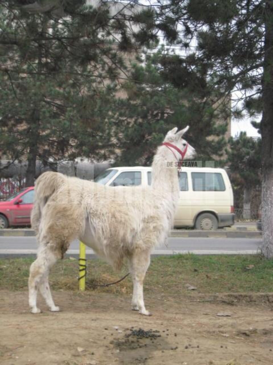 Menajeria circului are câteva zeci de animale, care vor fi aduse în fața publicului în cadrul numărului “Parada animalelor