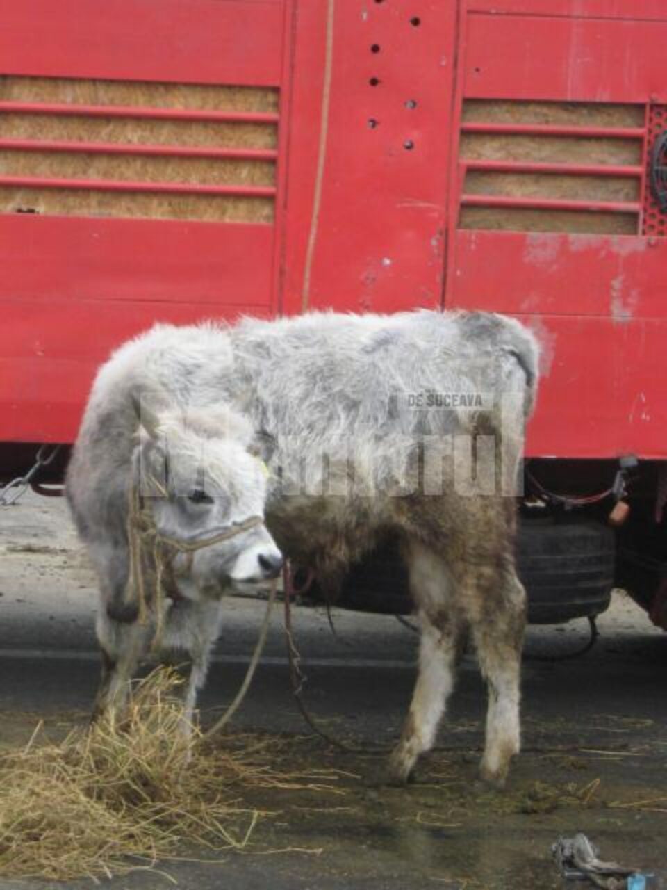 Menajeria circului are câteva zeci de animale, care vor fi aduse în fața publicului în cadrul numărului “Parada animalelor