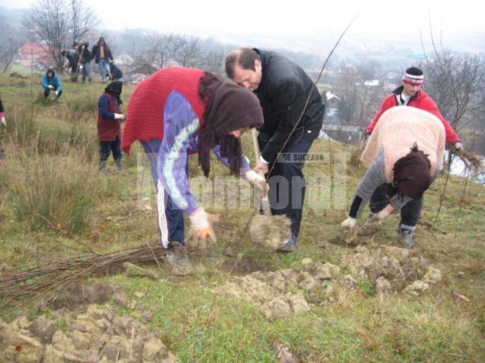 Acțiune: Firmele de asigurări au finanțat împădurirea a 11 hectare de teren la Șerbăuți