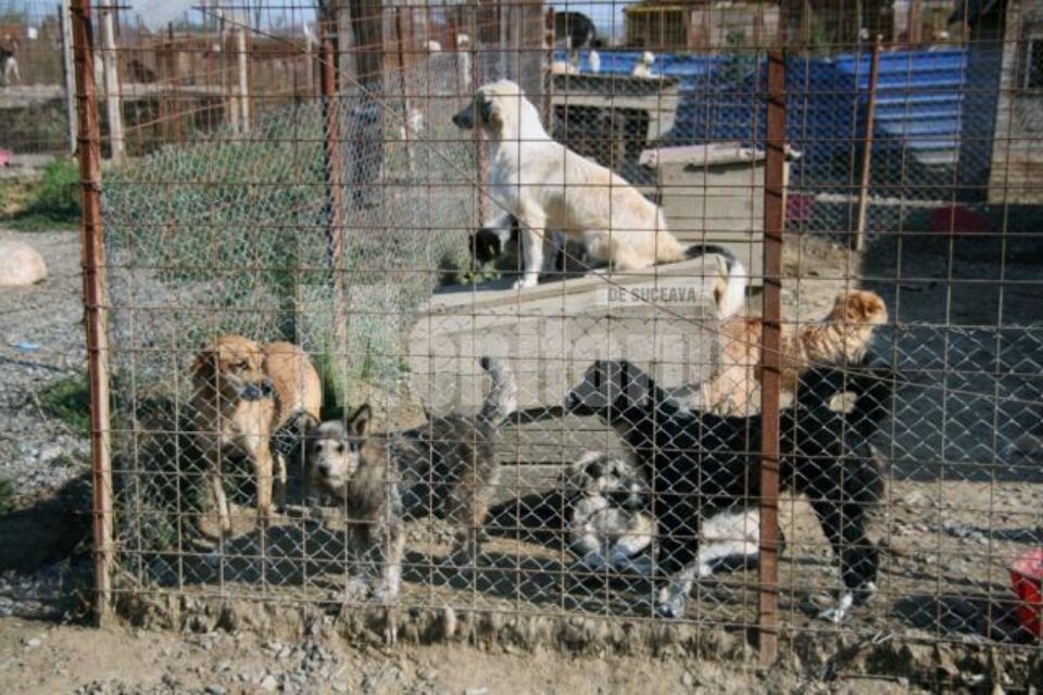În afara celor 2.000 de câini de pe străzi, în adăpostul din lunca Sucevei mai sunt cam 1.200 de câini În afara celor 2.000 de câini de pe străzi, în adăpostul din lunca Sucevei mai sunt cam 1.200 de câini
