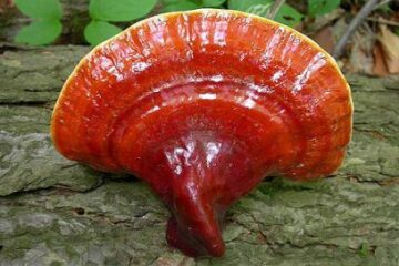 Ganoderma – ciuperca “miraculoasă”