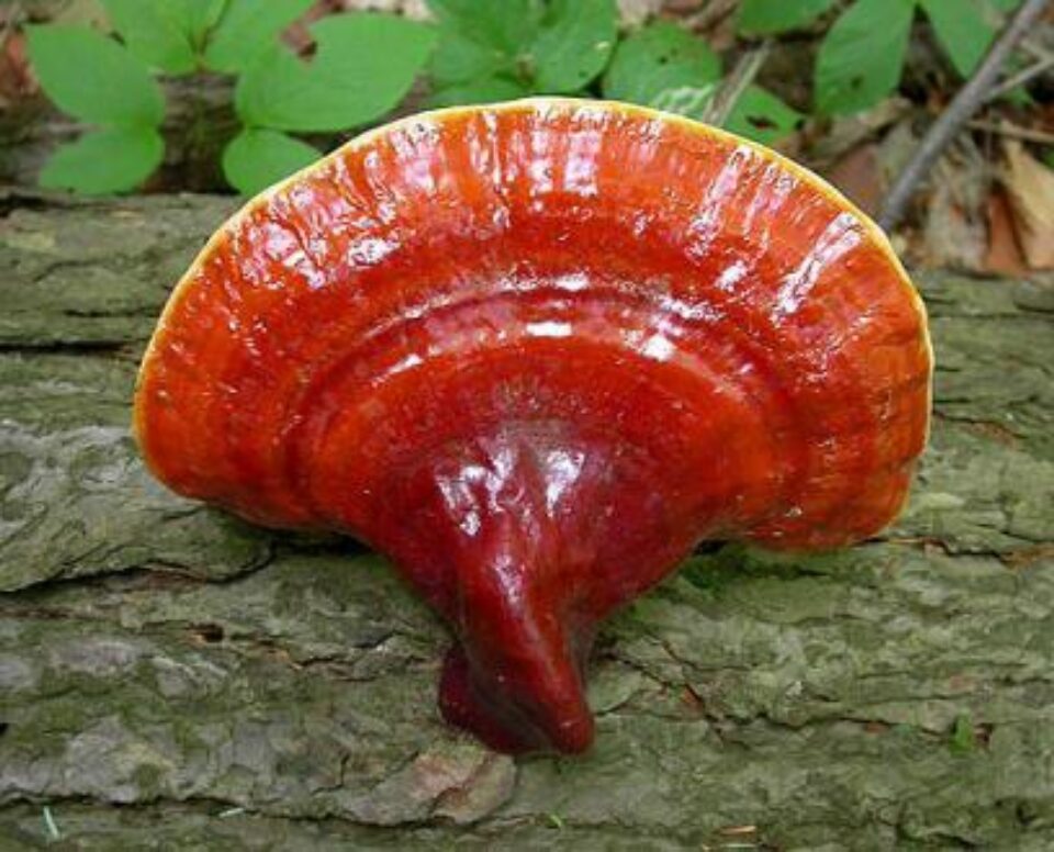 Ganoderma – ciuperca “miraculoasă”
