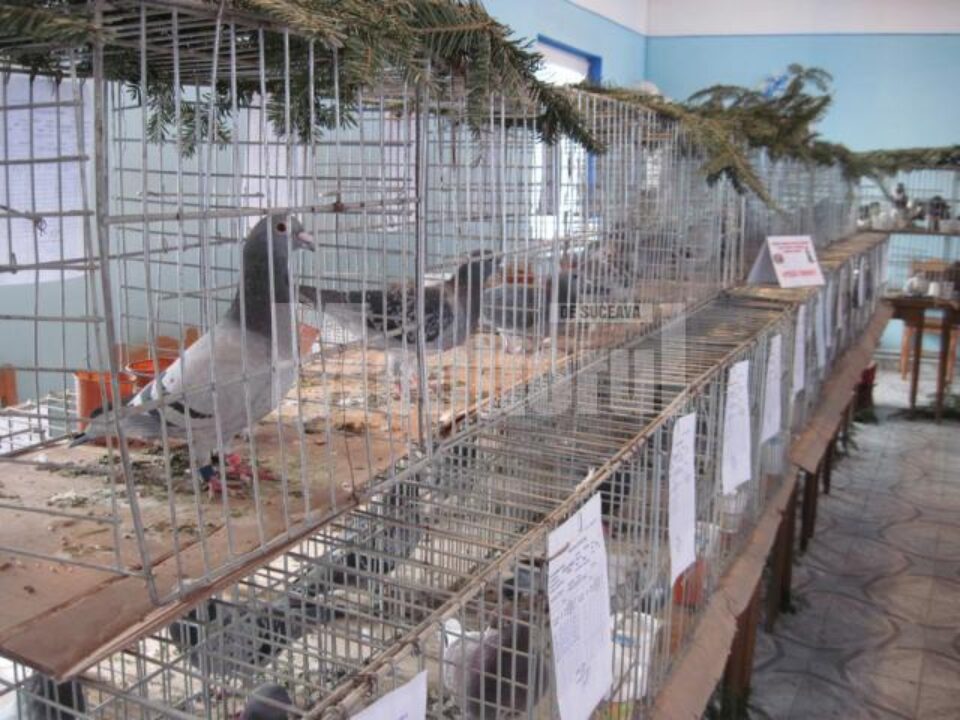 Rădăuți: Peste o mie de vizitatori la expoziția columbofilă a clubului „Bucovina”