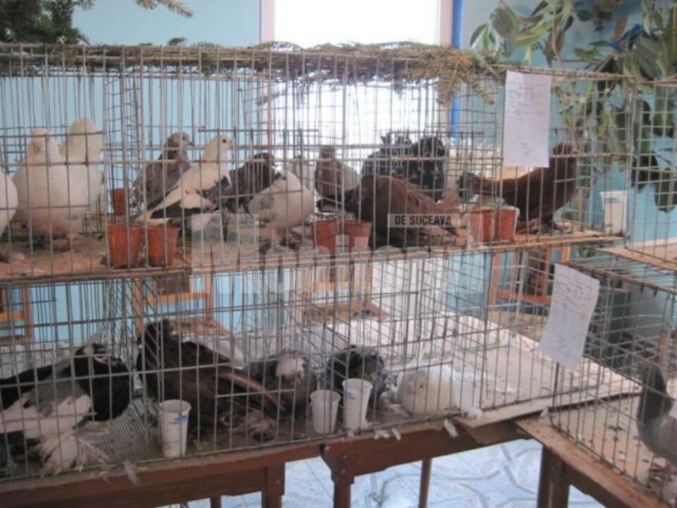 Expoziția a reunit două sute de porumbei de valoare