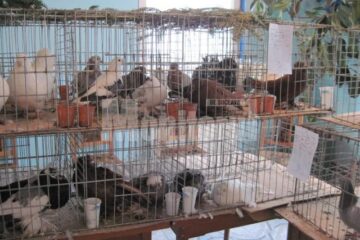 Expoziția a reunit două sute de porumbei de valoare