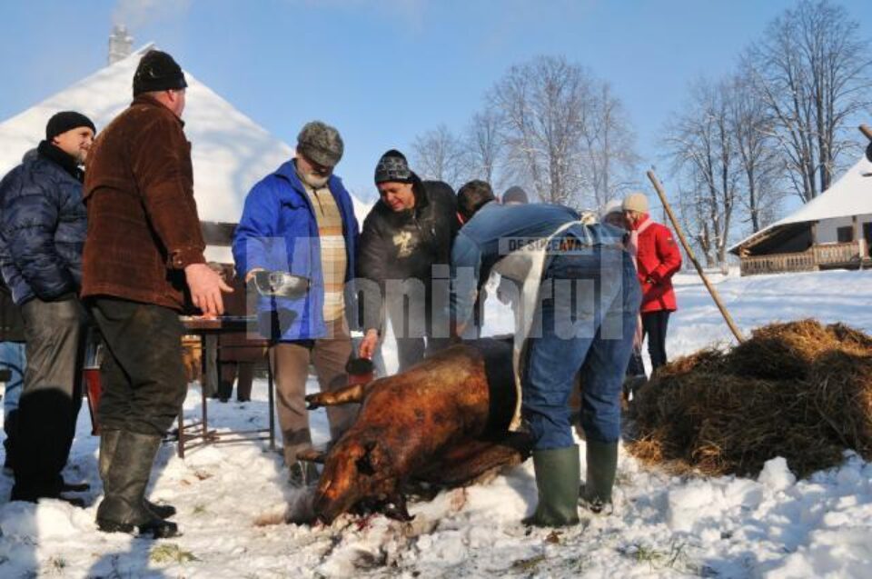 Sâmbătă: Angajații Muzeului Bucovina au povestit semnificația tăierii porcului de Ignat