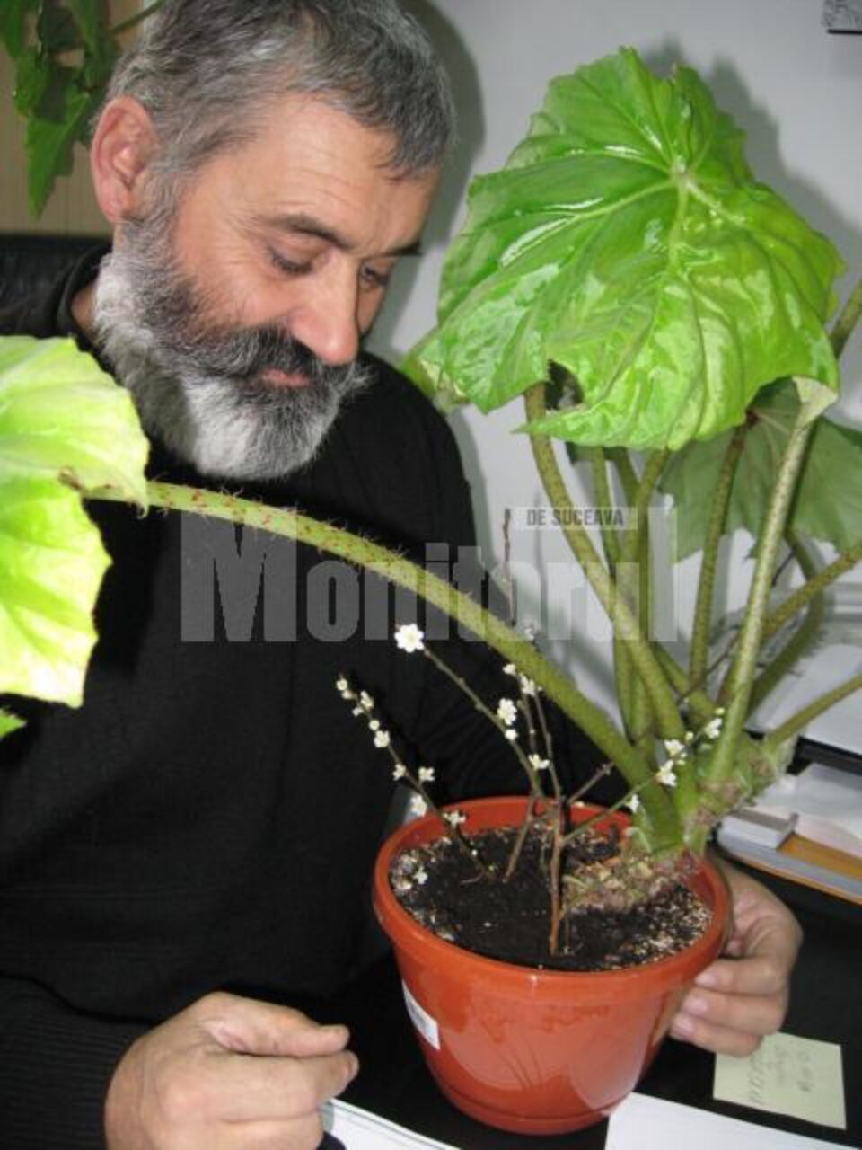 Tradiția florilor de Crăciun a deprins-o George Celsie de la bunica sa