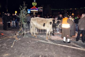 Plugarii din Bunești au venit la Fălticeni cu un plug la care erau înjugați doi boi
