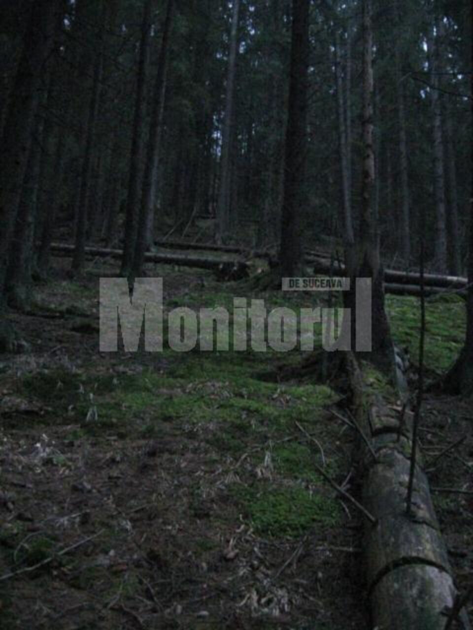 Tăieri ilegale: La 77 de ani, cercetat penal pentru că a doborât copaci de pe nouă hectare Tăieri ilegale: La 77 de ani, cercetat penal pentru că a doborât copaci de pe nouă hectare