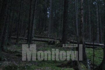 Tăieri ilegale: La 77 de ani, cercetat penal pentru că a doborât copaci de pe nouă hectare