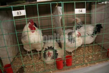 În Burdujeni: Expoziție de iepuri și găini uriașe, sute de porumbei, fazani, păuni, bibilici și rațe