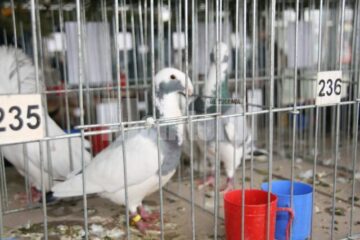 În Burdujeni: Expoziție de iepuri și găini uriașe, sute de porumbei, fazani, păuni, bibilici și rațe