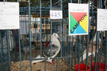 În Burdujeni: Expoziție de iepuri și găini uriașe, sute de porumbei, fazani, păuni, bibilici și rațe