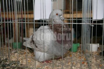 În Burdujeni: Expoziție de iepuri și găini uriașe, sute de porumbei, fazani, păuni, bibilici și rațe