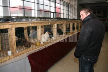 În Burdujeni: Expoziție de iepuri și găini uriașe, sute de porumbei, fazani, păuni, bibilici și rațe