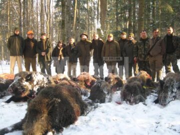 Rezultatul partidei de vânătoare de mistreți