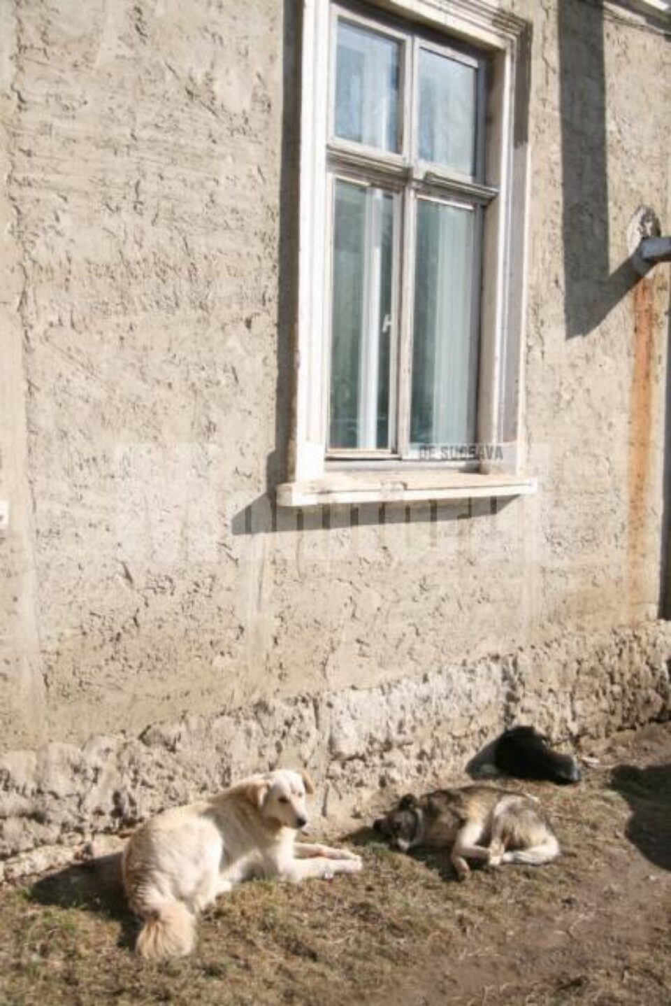 Mesaj: Adopția sau eutanasia, alternativele oferite de Primăria Suceava pentru câinii comunitari