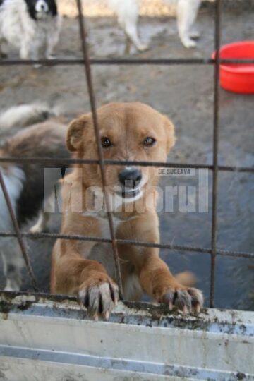 Apel: Peste 1.300 de câini așteaptă să fie adoptați în adăpostul din Lunca Sucevei