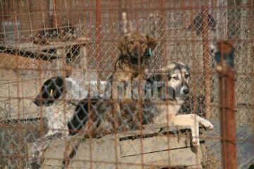 Apel: Peste 1.300 de câini așteaptă să fie adoptați în adăpostul din Lunca Sucevei