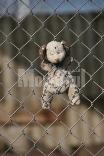 Apel: Peste 1.300 de câini așteaptă să fie adoptați în adăpostul din Lunca Sucevei
