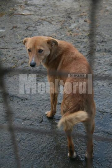 Apel: Peste 1.300 de câini așteaptă să fie adoptați în adăpostul din Lunca Sucevei