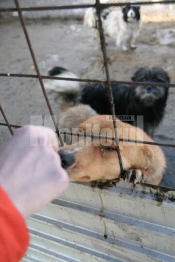Apel: Peste 1.300 de câini așteaptă să fie adoptați în adăpostul din Lunca Sucevei