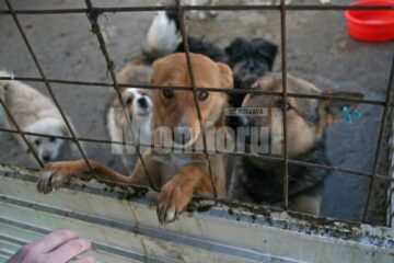 Apel: Peste 1.300 de câini așteaptă să fie adoptați în adăpostul din Lunca Sucevei