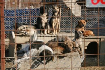 Apel: Peste 1.300 de câini așteaptă să fie adoptați în adăpostul din Lunca Sucevei