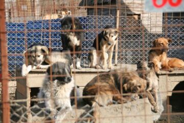 Apel: Peste 1.300 de câini așteaptă să fie adoptați în adăpostul din Lunca Sucevei