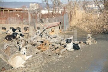 Apel: Peste 1.300 de câini așteaptă să fie adoptați în adăpostul din Lunca Sucevei