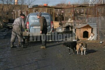 Apel: Peste 1.300 de câini așteaptă să fie adoptați în adăpostul din Lunca Sucevei